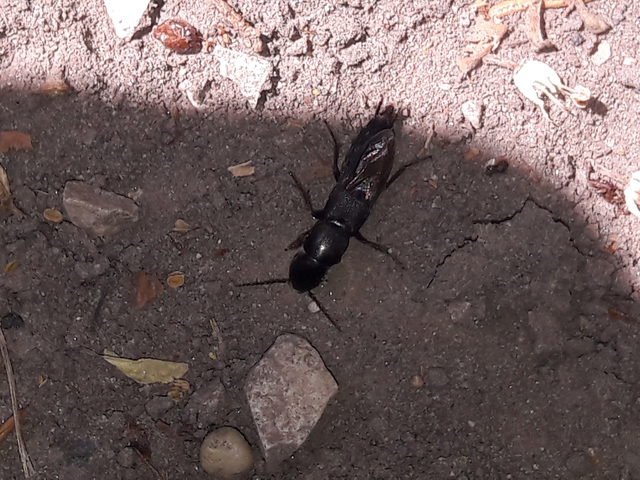 Ocypus