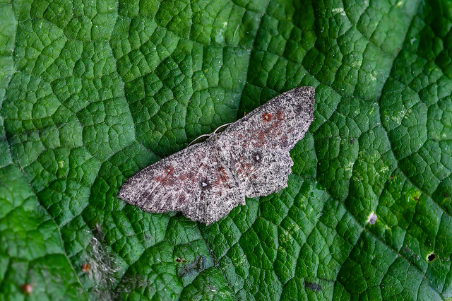 Cyclophora pendularia - fűzfa-pettyesaraszoló