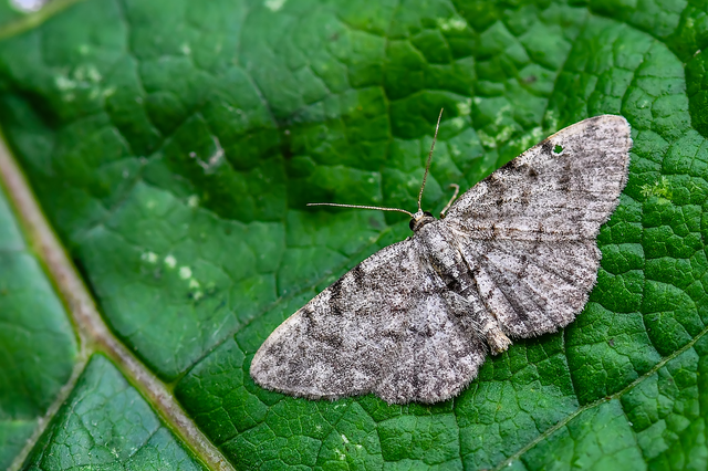 Aethalura punctulata - szürke égeraraszoló
