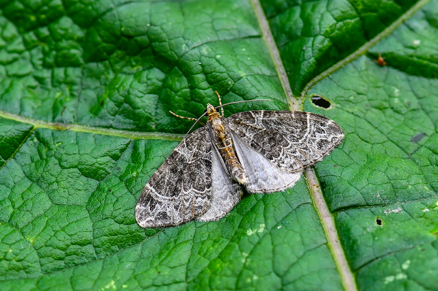 Ecliptopera silaceata - barna tarkaaraszoló
