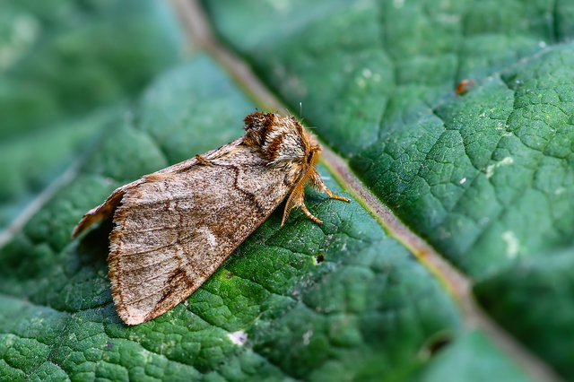 Drymonia obliterata - feketefoltos púposszövő