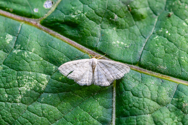 Idaea subsericeata - ötvonalas apróaraszoló Idaea subsericeata - ötvonalas apróaraszoló