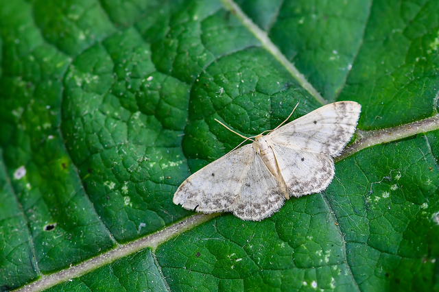 Idaea biselata - mocsári sávosaraszoló