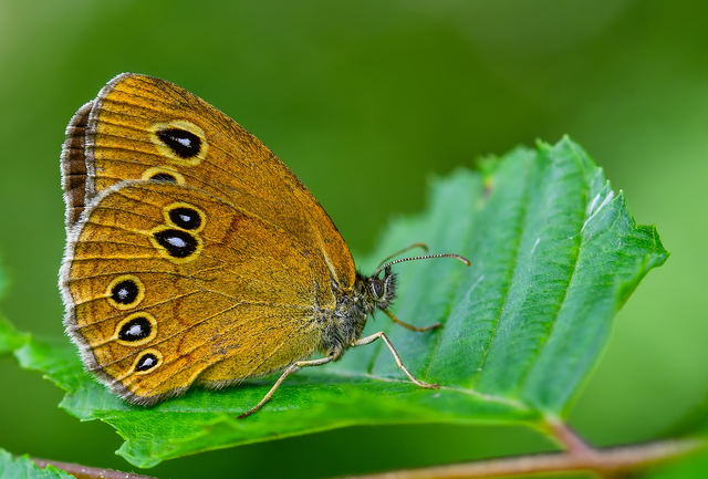 Aphantopus hyperanthus - közönséges ökörszemlepke