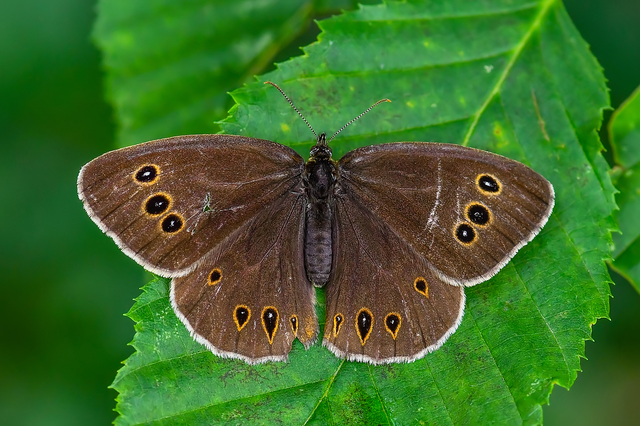 Aphantopus hyperanthus - közönséges ökörszemlepke