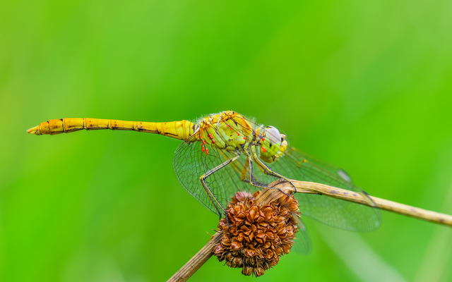 Sympetrum meridionale - fakó katona-szitakötő