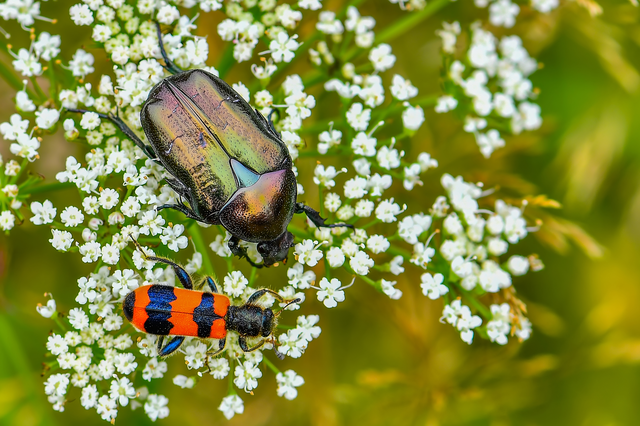 Cetonia aurata - aranyos virágbogár
