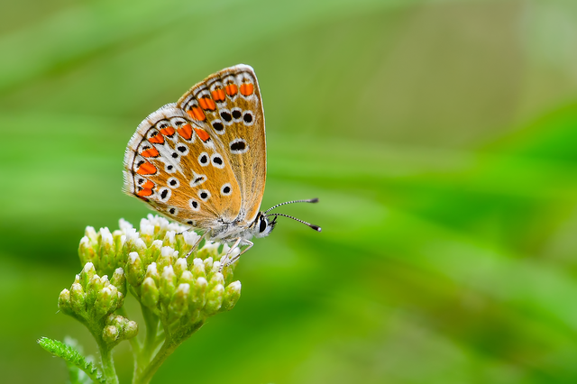 Aricia agestis - szerecsenboglárka