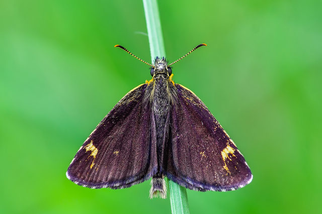 Heteropterus morpheus - tükrös busalepke
