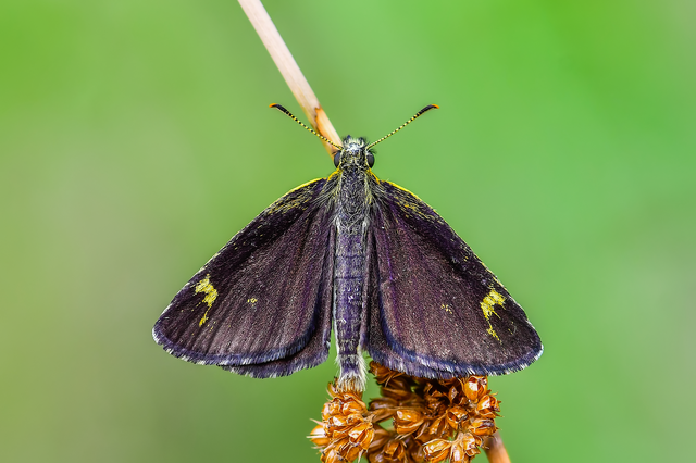 Heteropterus morpheus - tükrös busalepke
