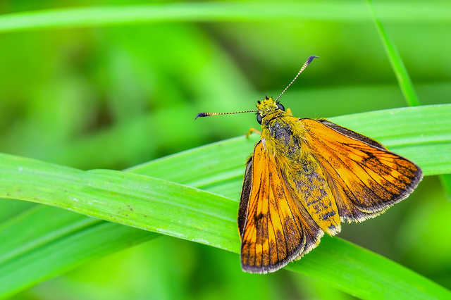 Ochlodes sylvanus - erdei busalepke