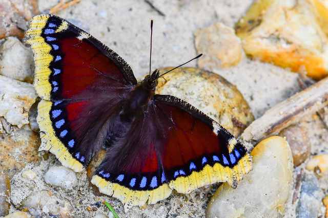 Nymphalis antiopa - gyászlepke