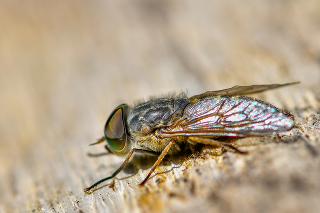 Diptera - Kétszárnyúak