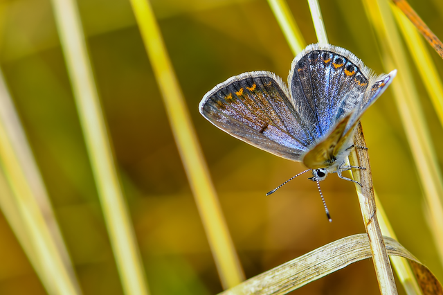Polyommatus icarus - közönséges boglárka