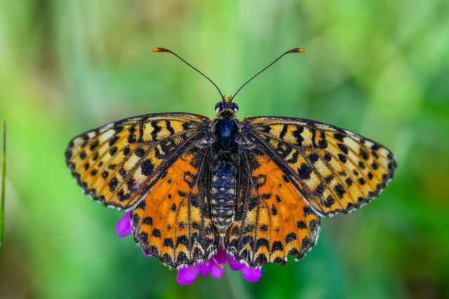 Melitaea didyma - tüzes tarkalepke