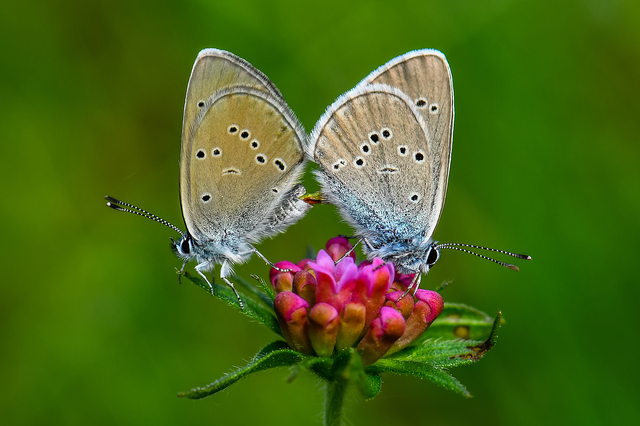 Cyaniris semiargus - aprószemes boglárka