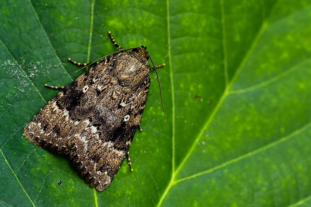 Amphipyra berbera/pyramidea