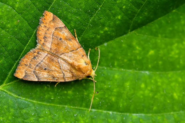 Cosmia trapezina - közönséges lombbagoly