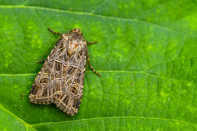 Heliophobus reticulata - fehéreres kertibagoly
