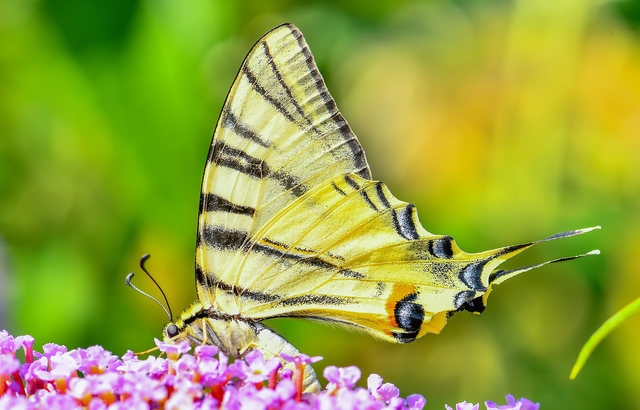 Iphiclides podalirius - kardoslepke