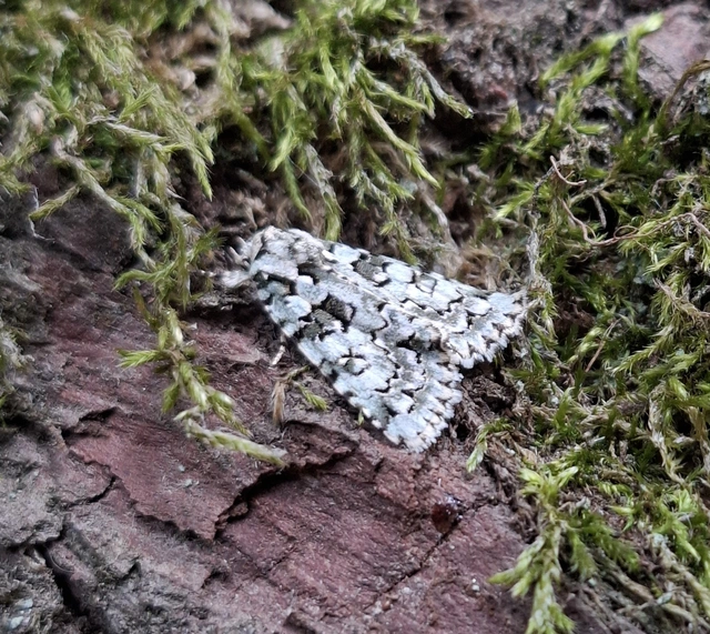 Szeőke Kálmán zuzmóbaglya - Bryopsis szeokekalmani
