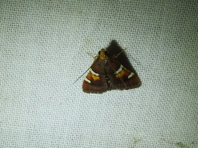 Pyralis regalis - pompás fényilonca