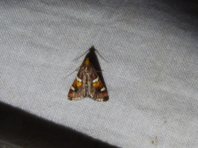 Pyralis regalis - pompás fényilonca