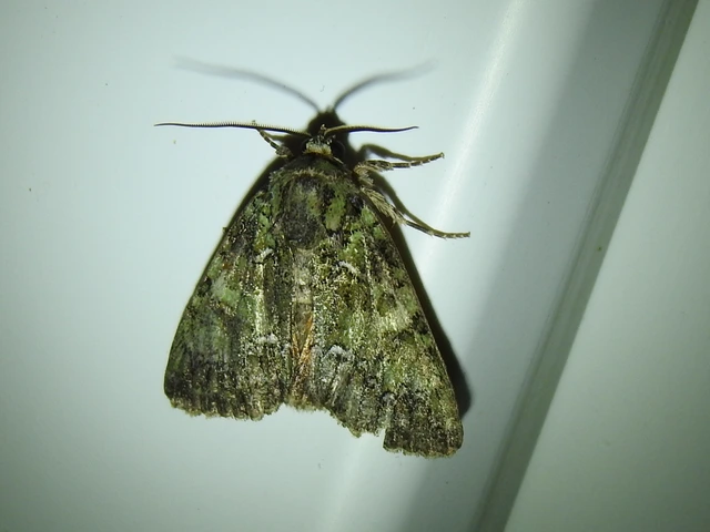 Polyphaenis sericata - selyemfényű erdeibagoly