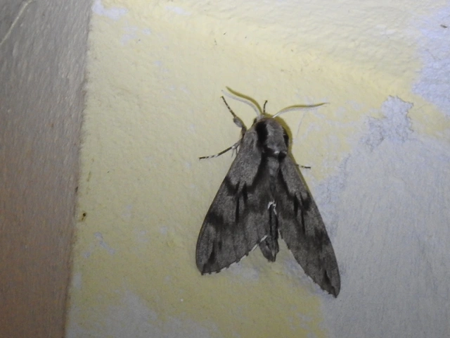 Hyloicus pinastri - fenyőszender