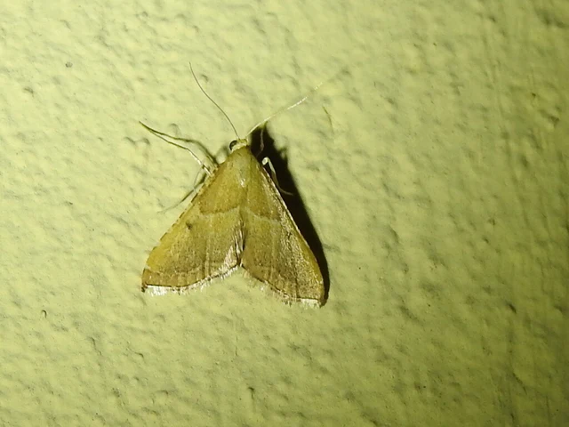 Endotricha flammealis - tüzesszárnyú fényilonca
