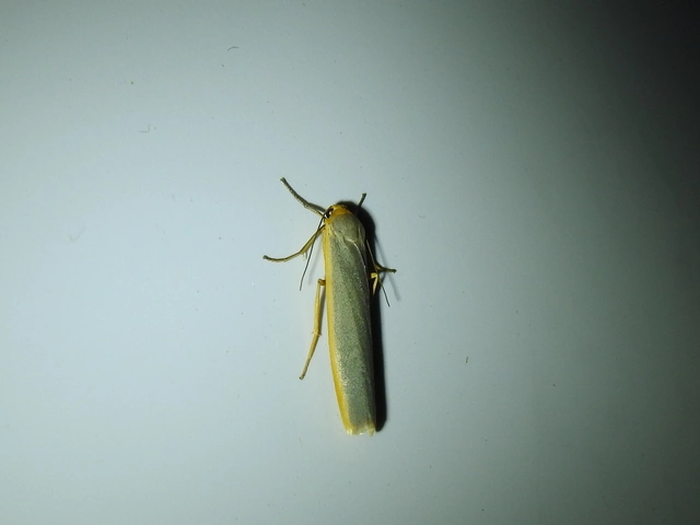 Eilema complana - közönséges zuzmószövő