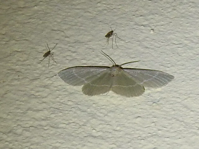 Chlorissa viridata/cloraria