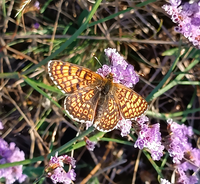 Melitaea cinxia - réti tarkalepke