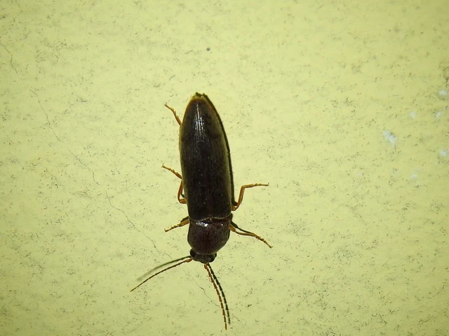 Stenagostus rhombeus - rombusznyakú pattanó