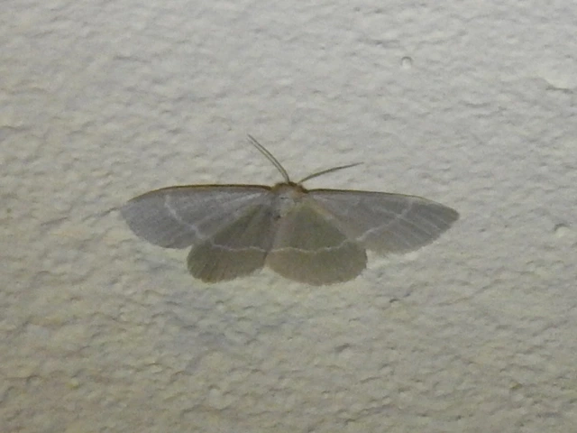 Chlorissa viridata/cloraria