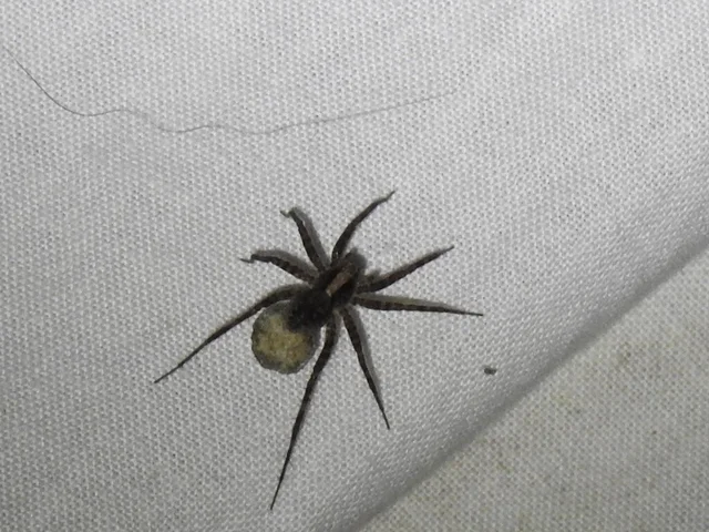 Pardosa alacris/lugubris