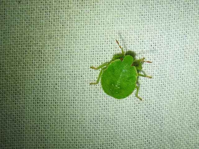Palomena Palomena