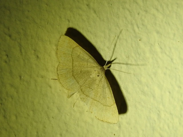 Paracolax tristalis - sárgás karcsúbagoly