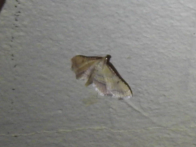 Endotricha flammealis - tüzesszárnyú fényilonca