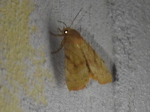 Cosmia trapezina - közönséges lombbagoly