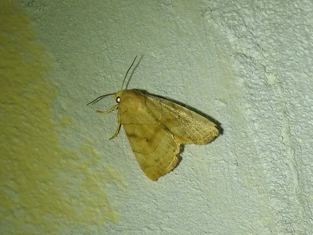 Cosmia trapezina - közönséges lombbagoly