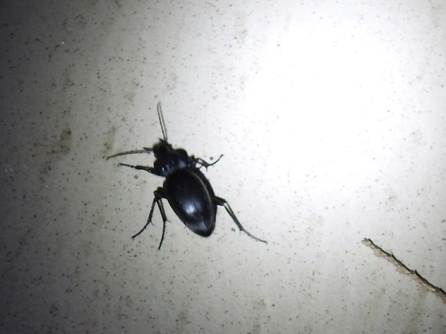 Carabus glabratus - domború futrinka