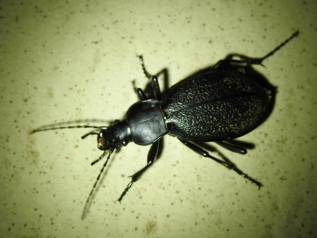 Carabus coriaceus - bőrfutrinka