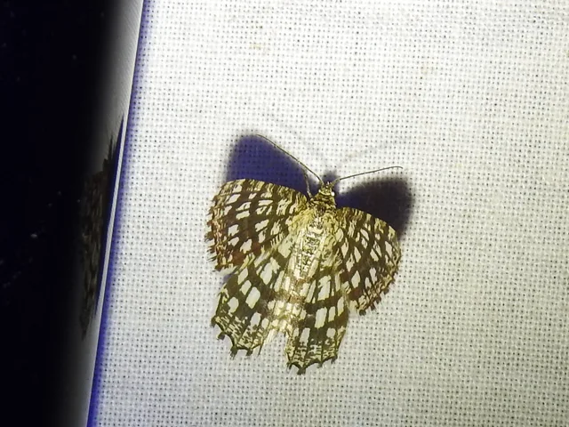 Chiasmia clathrata - rácsos rétiaraszoló