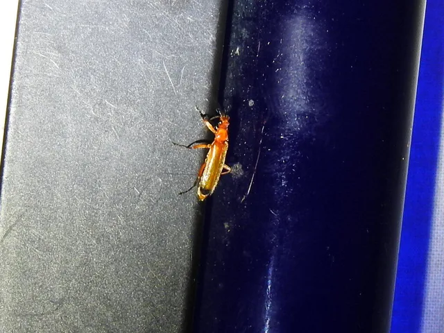 Rhagonycha fulva - feketevégű lágybogár