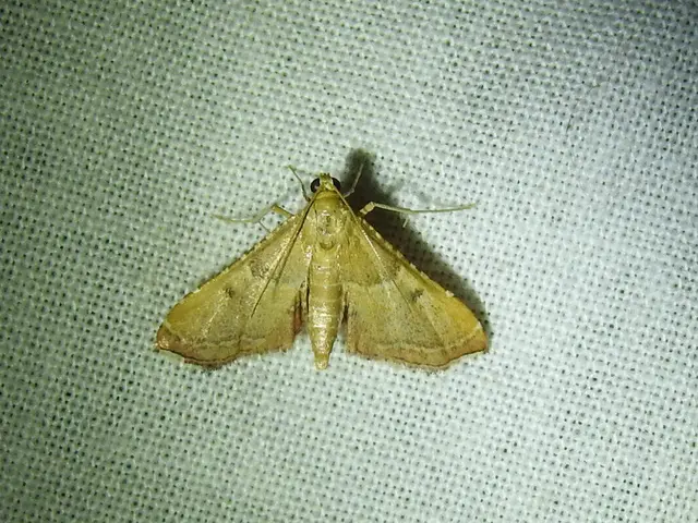Endotricha flammealis - tüzesszárnyú fényilonca