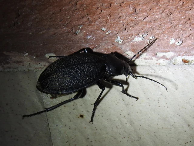 Carabus coriaceus - bőrfutrinka