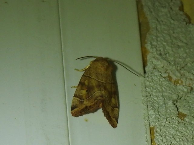 Cosmia trapezina - közönséges lombbagoly