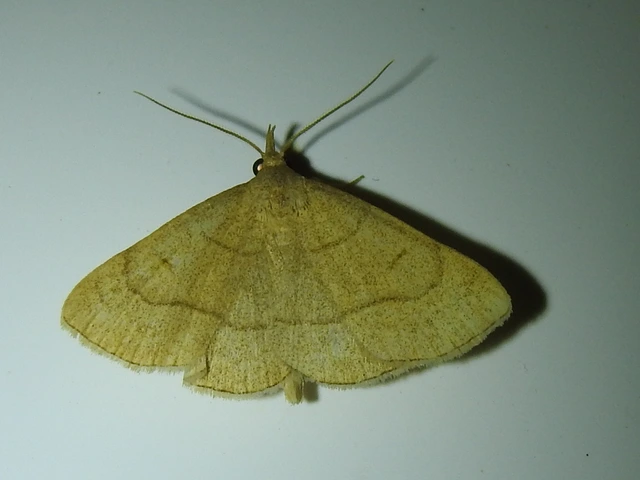 Paracolax tristalis - sárgás karcsúbagoly
