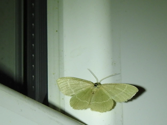 Chlorissa viridata/cloraria